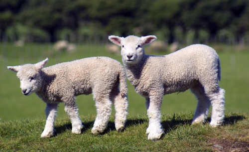 stock-lambs-500x305.jpg