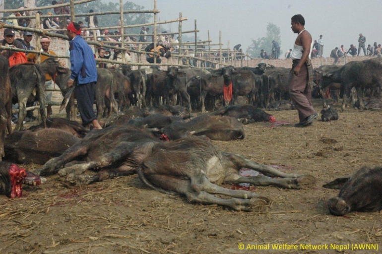 Gadhimai animal sacrifice