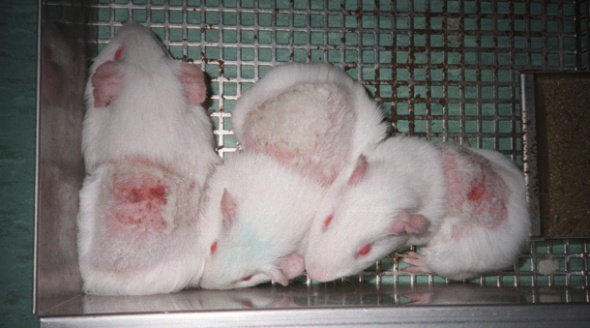 Animal testing_guinea pigs