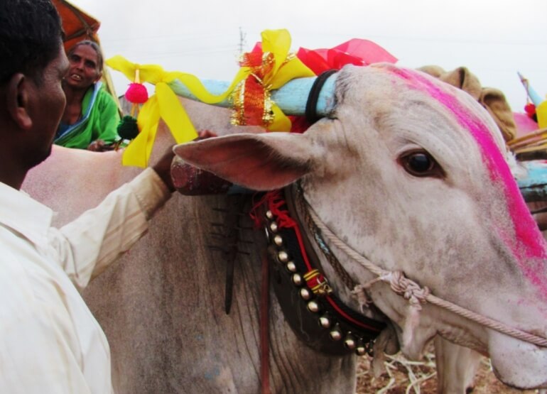 Chinchali Fair Bullock (2)