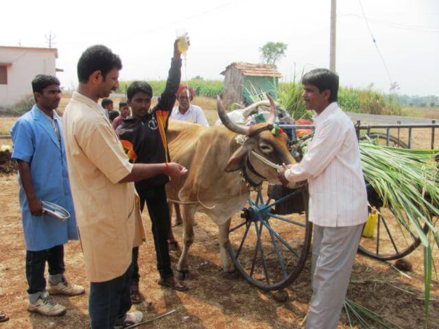 Chinchali Fair Injured bullock