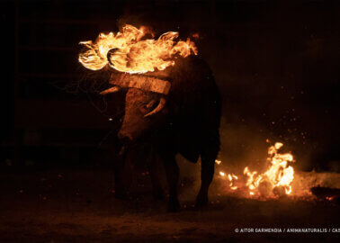 Is This the End of Spain’s Barbaric ‘Fire Bull’ Festival?