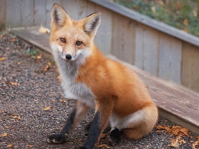 The Red Fox – Animal Talk