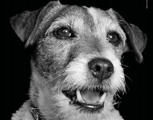 Uggie Wants You to Adopt, Never Buy