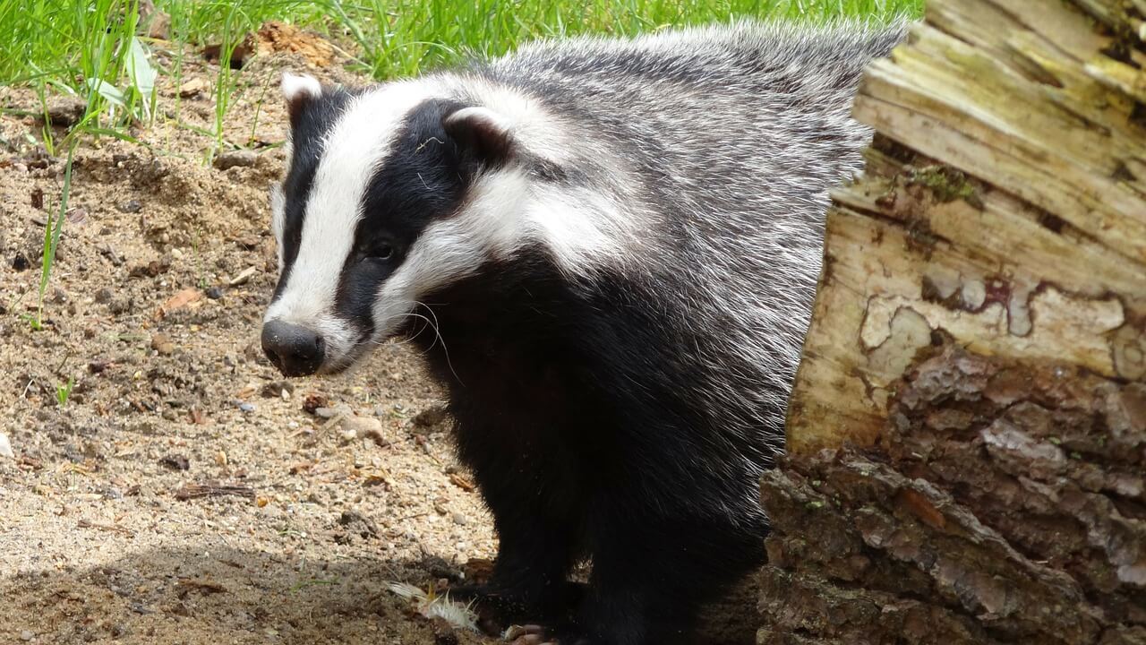 The Secret Life of Badgers – Photos and Facts