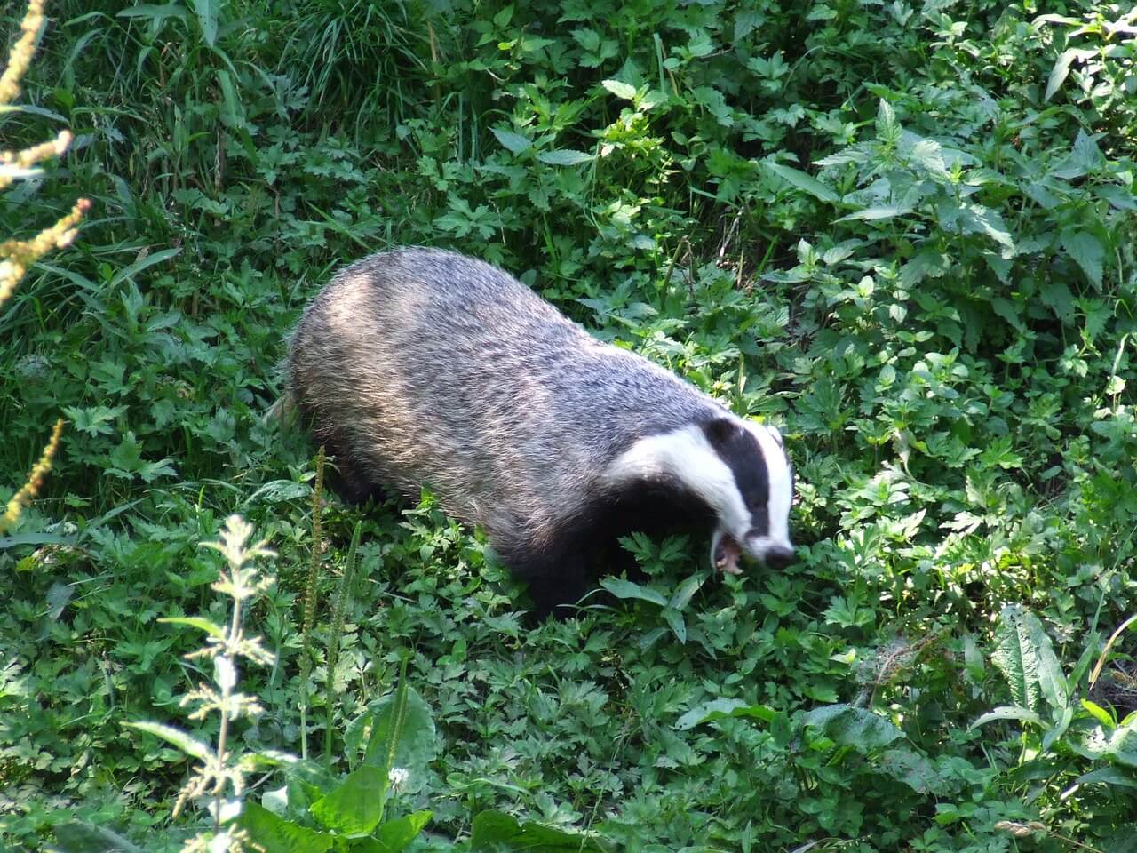 The Secret Life of Badgers – Photos and Facts