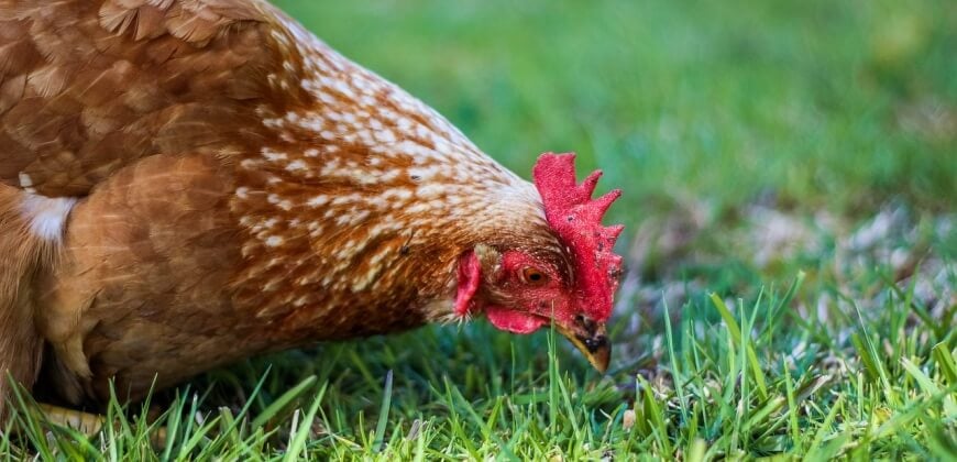 21 Surprising Facts About Chickens