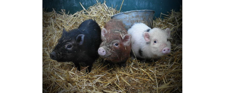 10 Things You Never Knew About Pigs (With Photos)