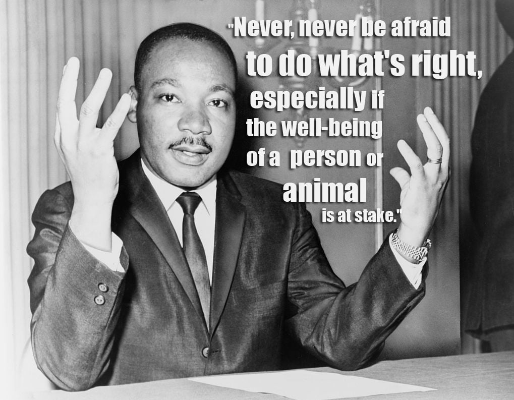 animal rights quotes