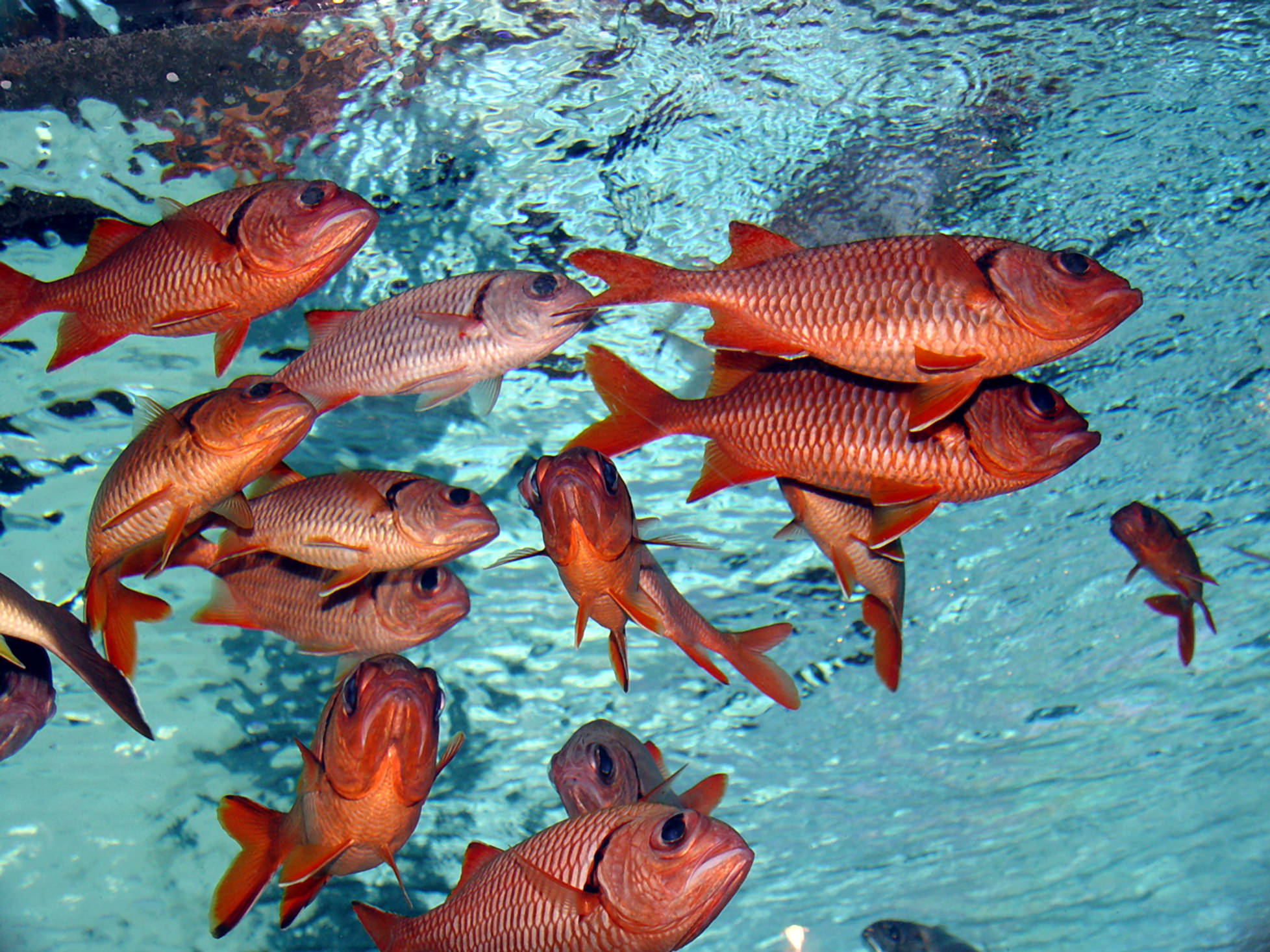 https://www.peta.org.uk/wp-content/uploads/2015/02/Stock-fish-swimming_mini.jpg