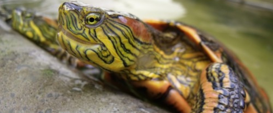 Be a Hero to Turtles by Refusing to Support the Cruel Exotic-'Pet' Trade