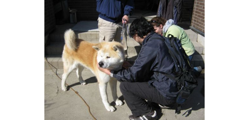Animal Rescue Efforts Continue in Japan