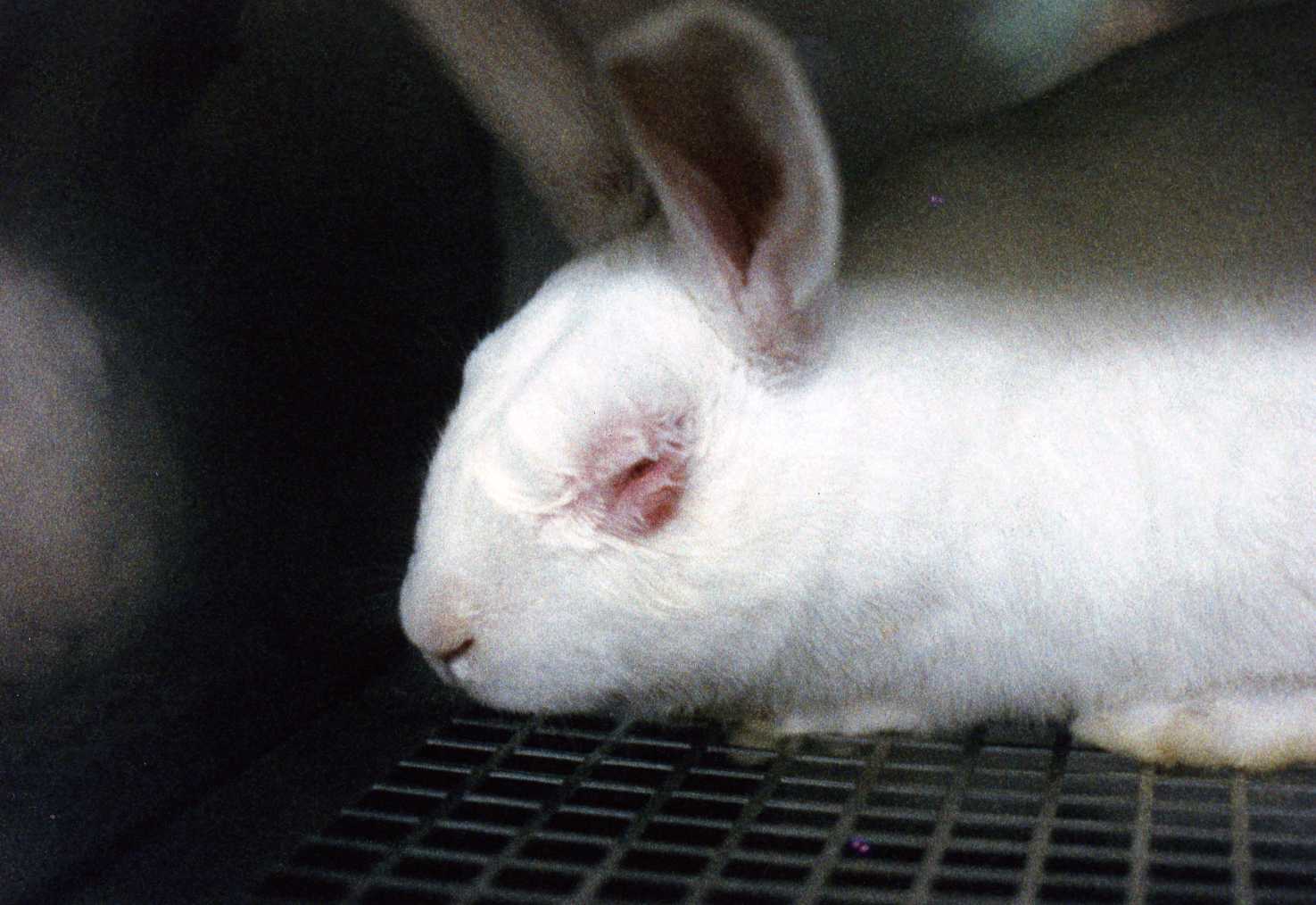 animal testing cosmetics