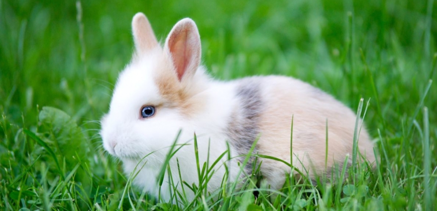 Good News From New Zealand – Ban on Animal Testing for Cosmetics a Step ...