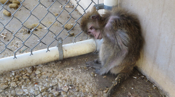 Ethiopian Airlines Tied to Monkey Smuggling – Take Action Now