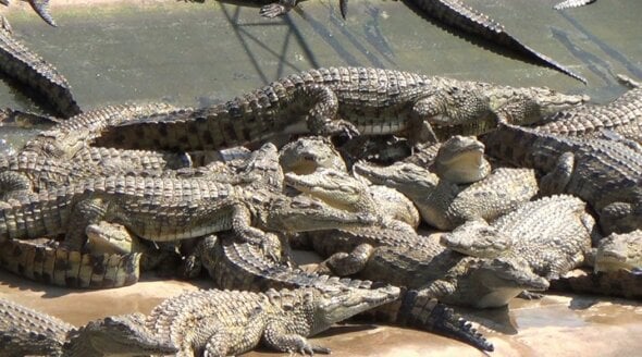 Louis Vuitton cuts ties to Vietnamese crocodile farms criticised by animal  rights group, Business News - AsiaOne