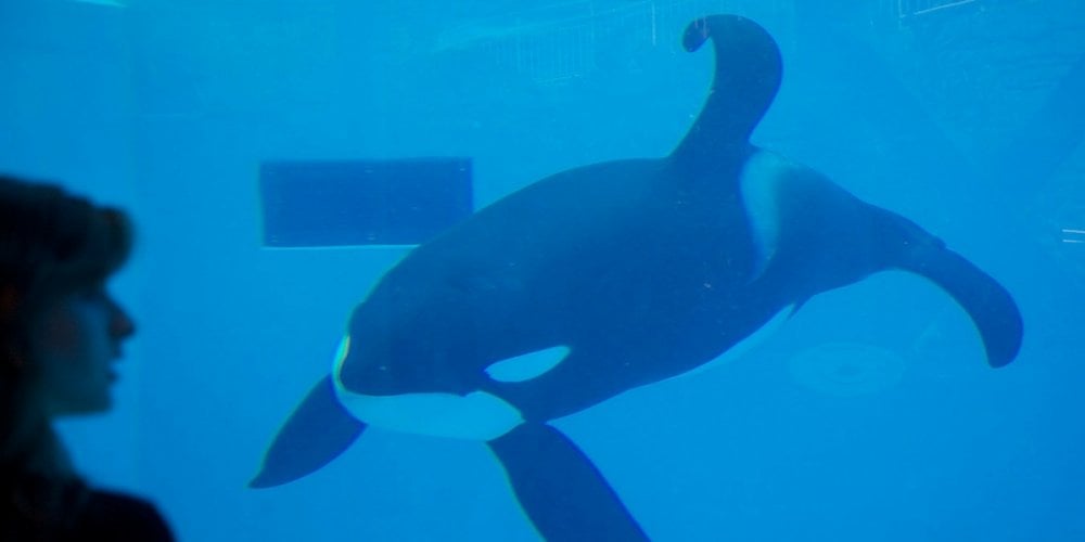 what-life-is-like-for-orcas-in-captivity-laptrinhx-news