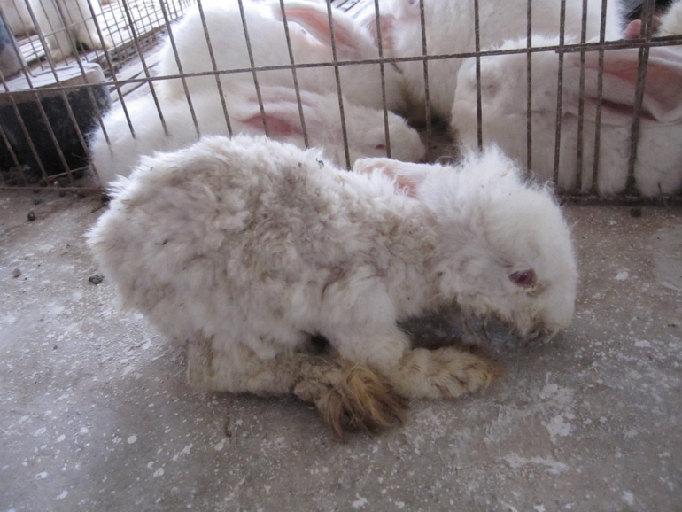 https://www.peta.org.uk/wp-content/uploads/2015/10/Humane-AngoraWeak-and-Scared-Baby-Rabbit-770x578.jpg