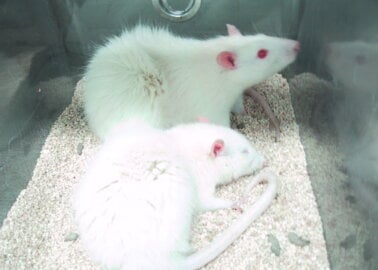 Rats Cut Open, Their Intestines Punctured for Cruel Sepsis Experiments