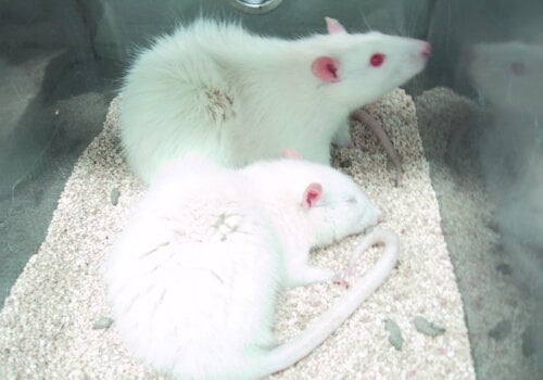 White rats in animal testing laboratory