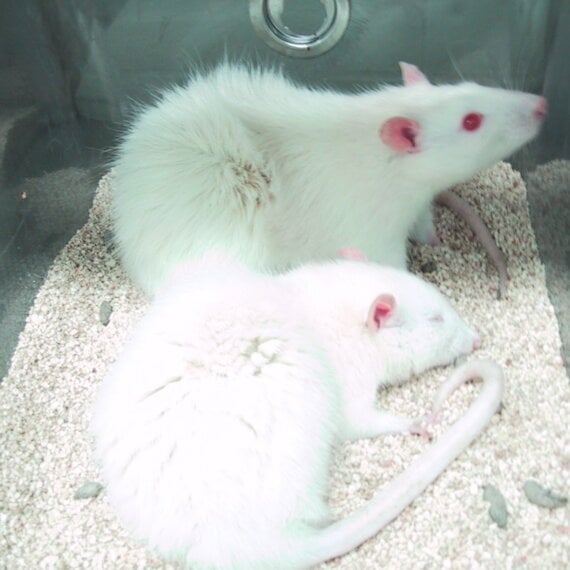 Urge Oreo Maker to Stop Paying for Experiments on Animals