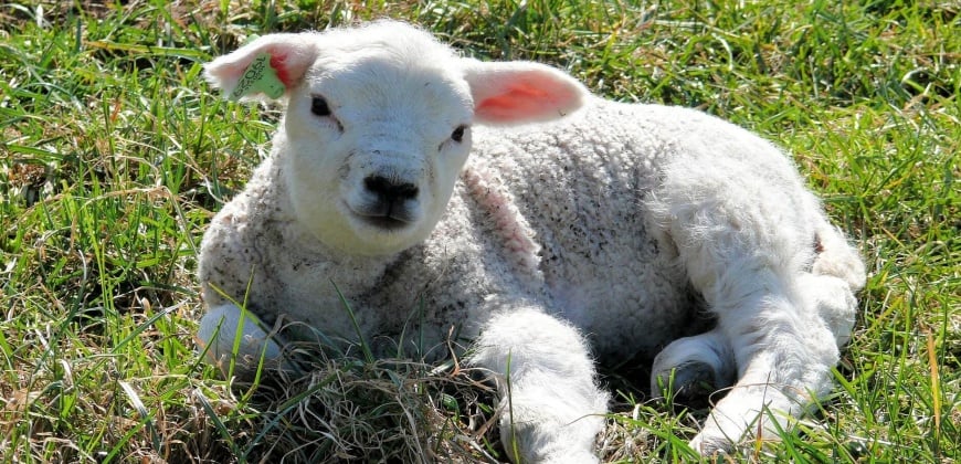 6 Reasons Why Christians Should Give Up Cruelty and Go Vegan for Lent