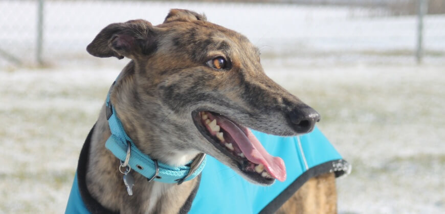 FINALLY Unethical Wimbledon Greyhound Stadium Can Be Shut