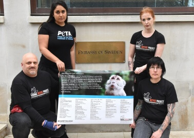 Celebrities Back Petition Against Swedish University’s Experiments on Monkeys