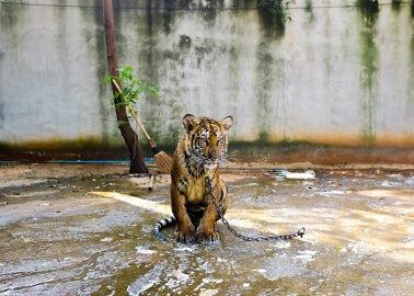 After Years of Abuse, 137 Tigers Have Been Seized at Thailand’s Tiger Temple