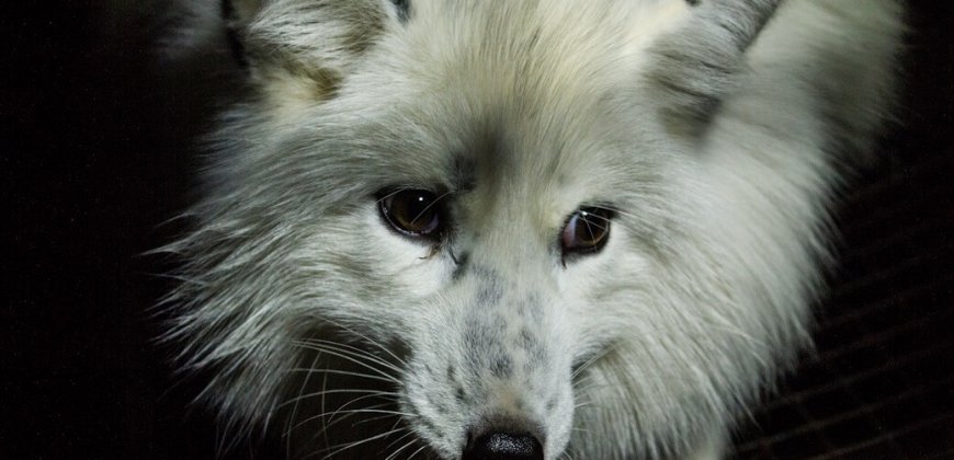 White-fur-1-870x420.jpg