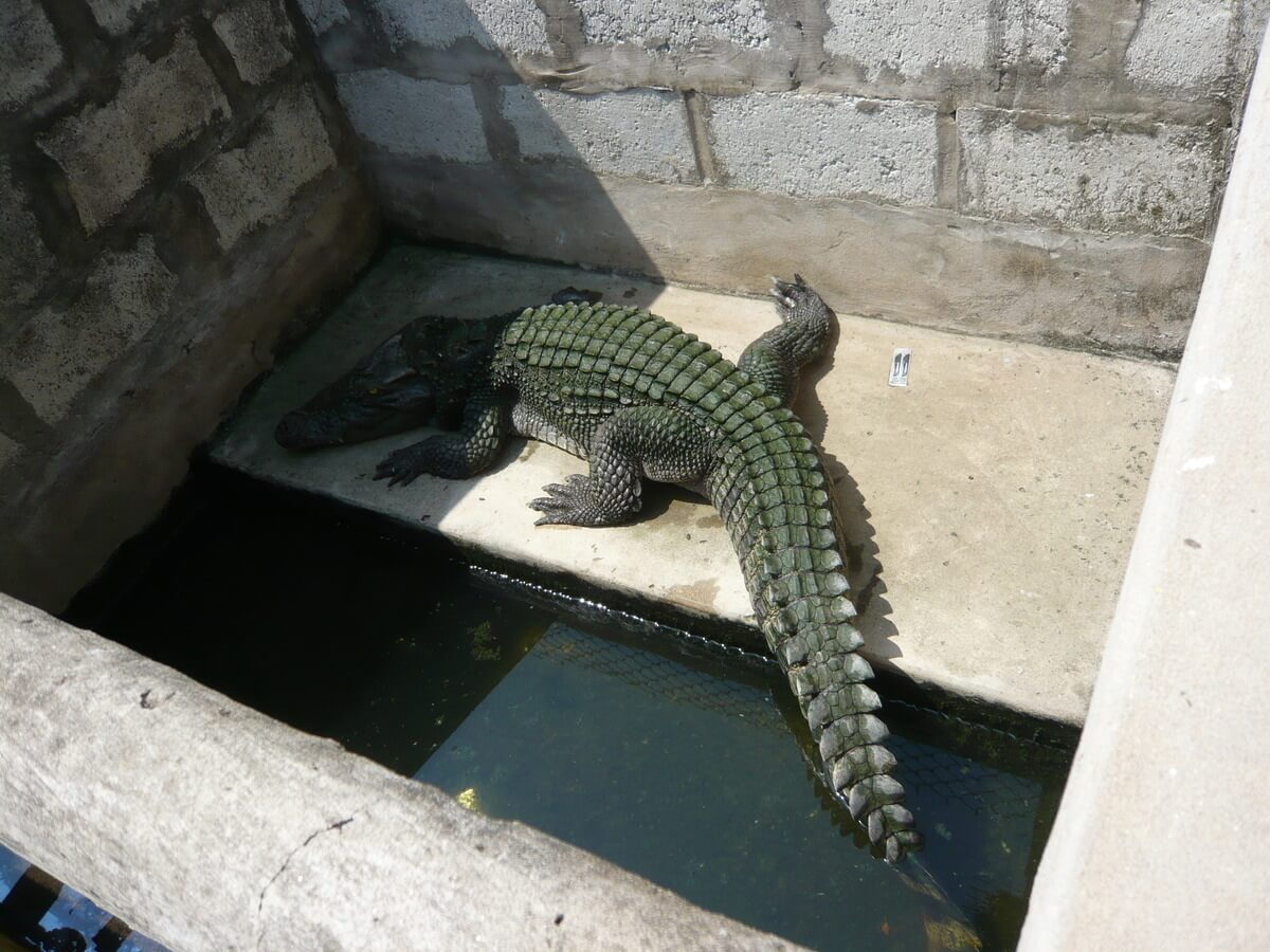 alligator louis vuitton