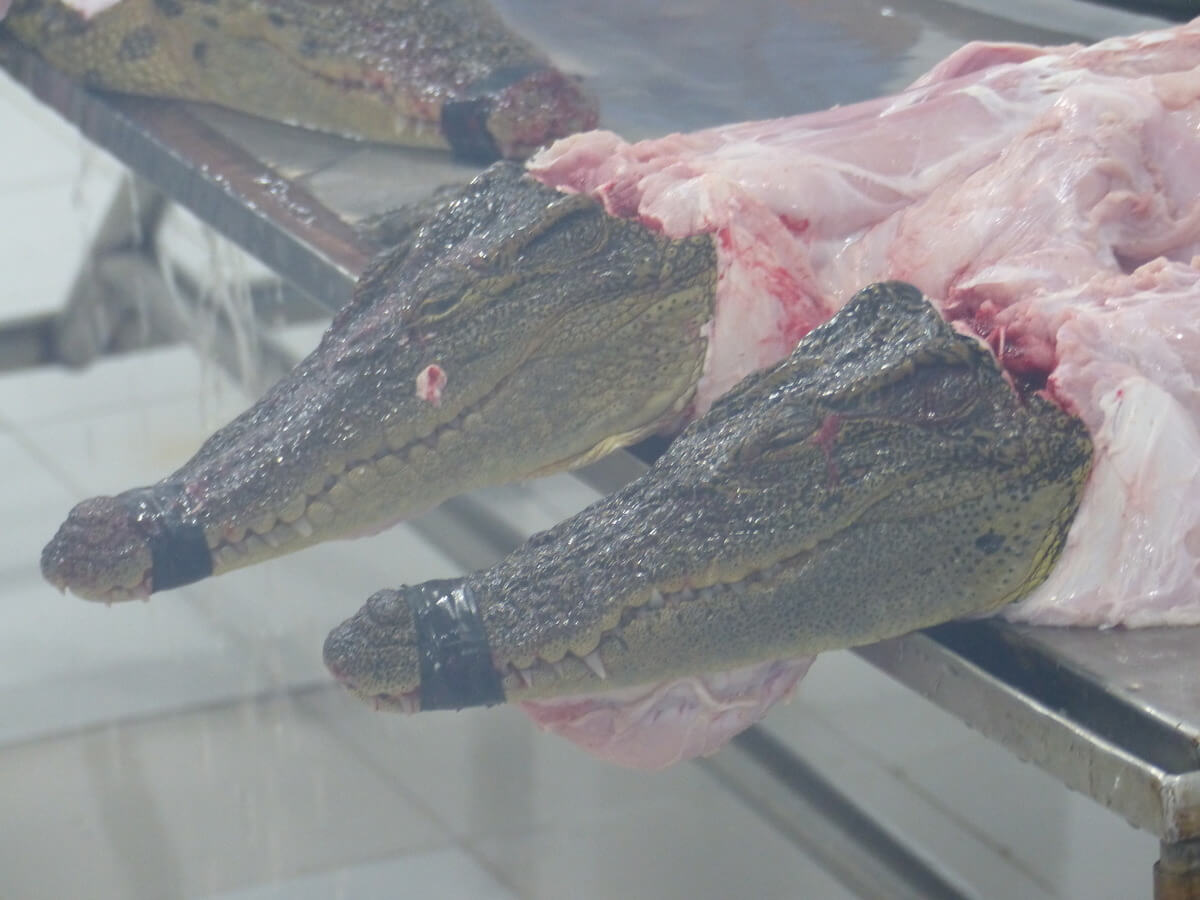 Footage Shows Crocodiles Skinned for Louis Vuitton Leather Bags While Still  Alive : r/Animals