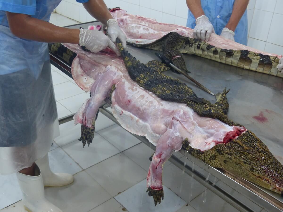 Tell Louis Vuitton to Stop Torturing Crocodiles — Species Unite
