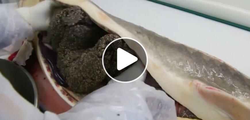 You Might Never Eat Caviar Again After Watching This