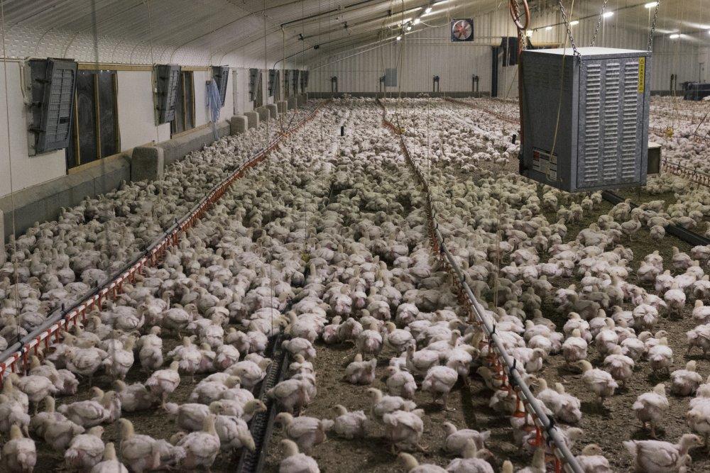 horrifying-eyewitness-photos-expose-cruelty-on-suffolk-chicken-farm