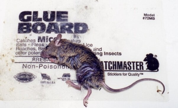 LARGE BOARD Rat Glue Board Mouse Trap Sticky Boards Indoor and