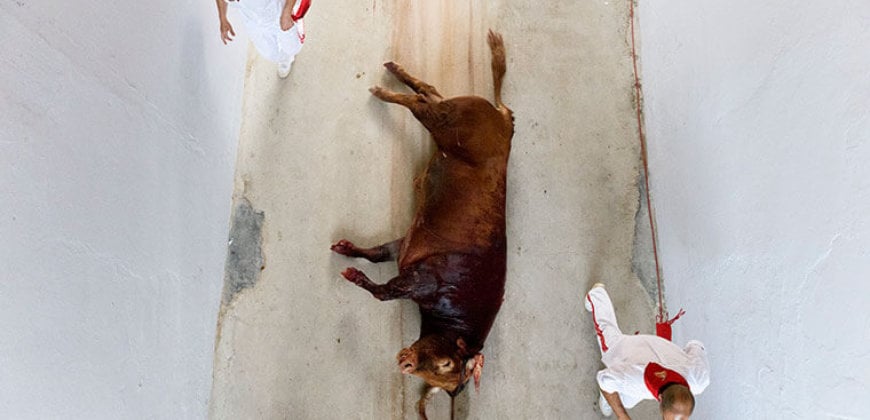 What Happens During the Running of the Bulls in Pamplona - PETA UK