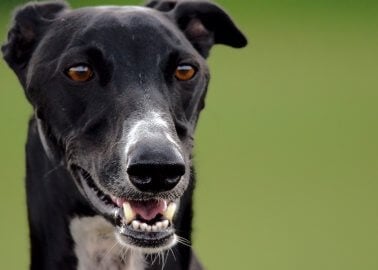 Wales to Ban Greyhound Racing!