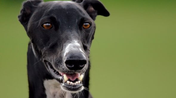 Wales to Ban Greyhound Racing!