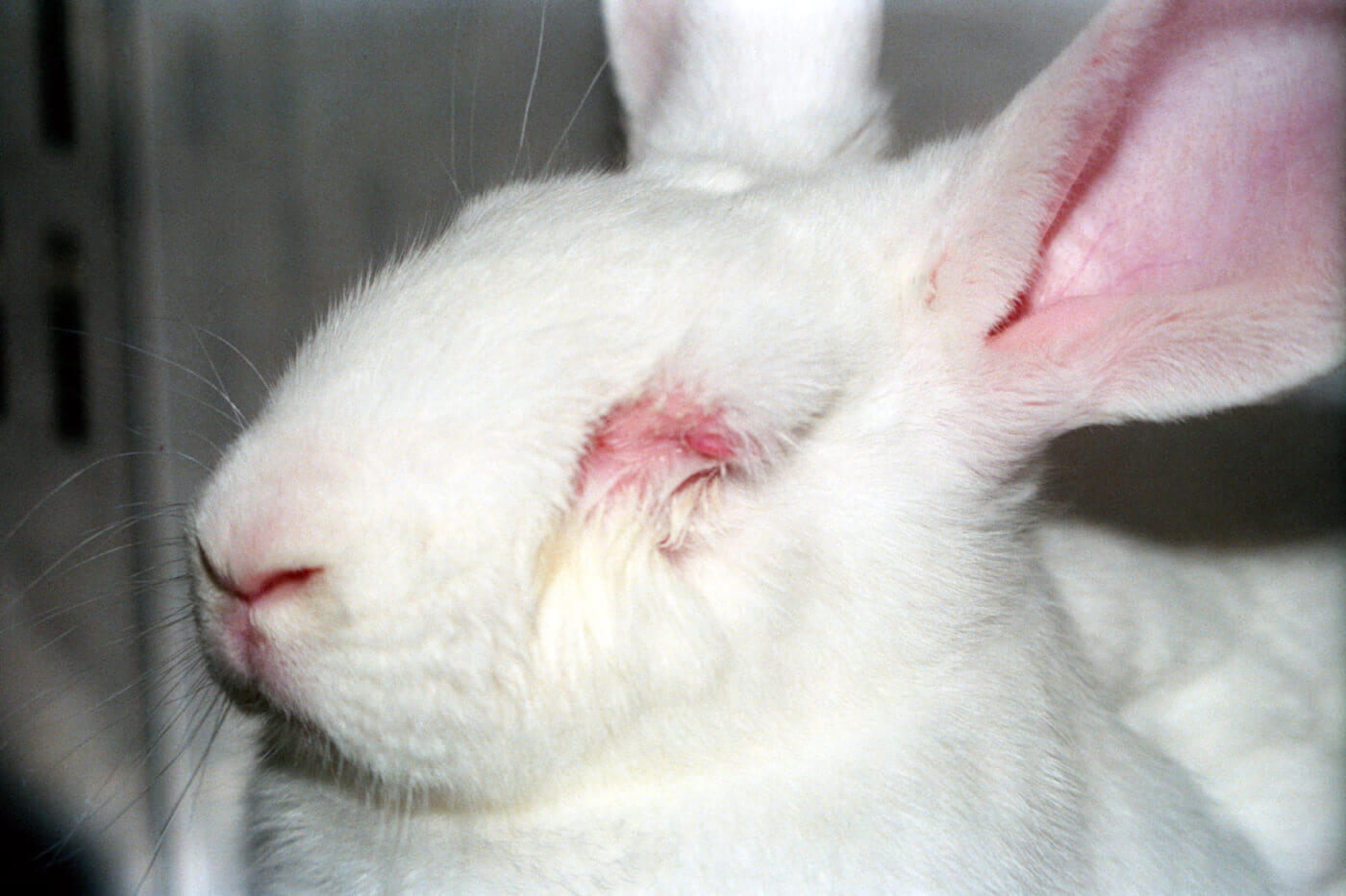 Косметику тестируют на кроликах