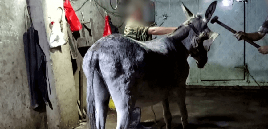 Mexico Donkey Show Footage