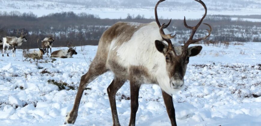 Christmas Come Early? Drop in Demand for Live-Reindeer Displays