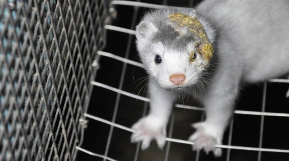 Copenhagen Fashion Week bans fur as animal rights and
