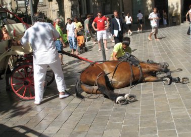 Call for a Ban on Horse-Drawn Carriages in Mallorca