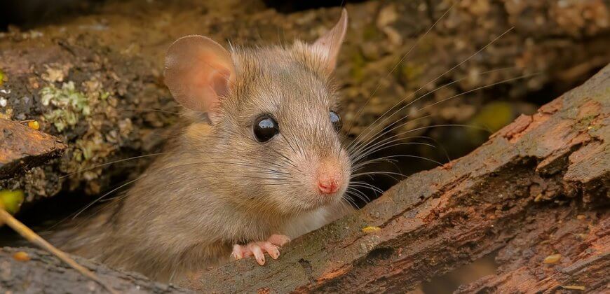 Huge Progress! Dutch University Spares Small Mammals Suffering In Traps 