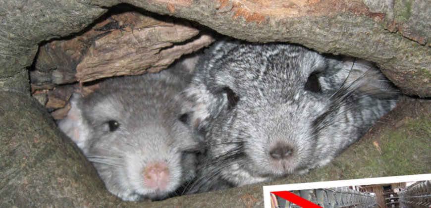 are chinchillas legal pets in australia