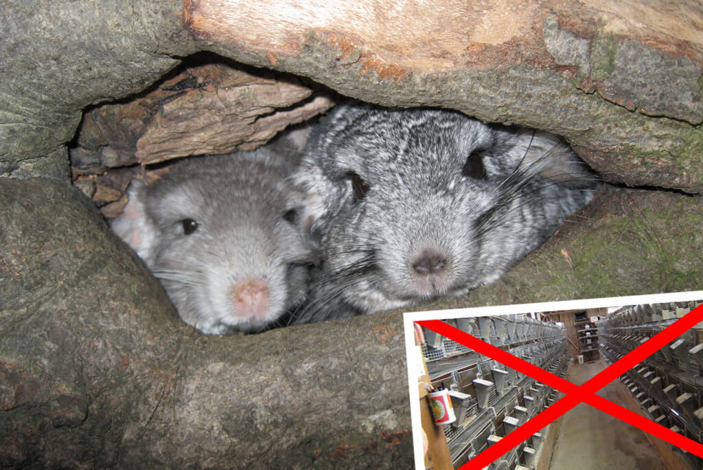 are chinchillas legal pets in australia