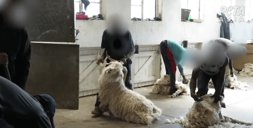 PETA Asia Exposed the Cashmere Industry's Extreme Abuse of Goats, Save  Animals