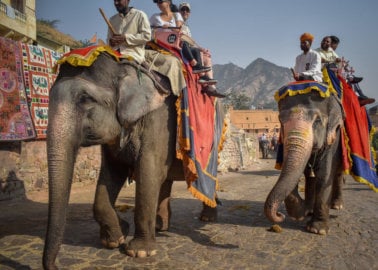 Help Animals Exploited and Abused for Tourist Rides