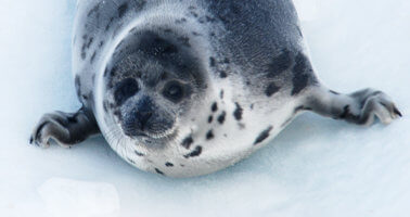 Save the Seals! European Commission to Reassess Seal Fur Import Ban